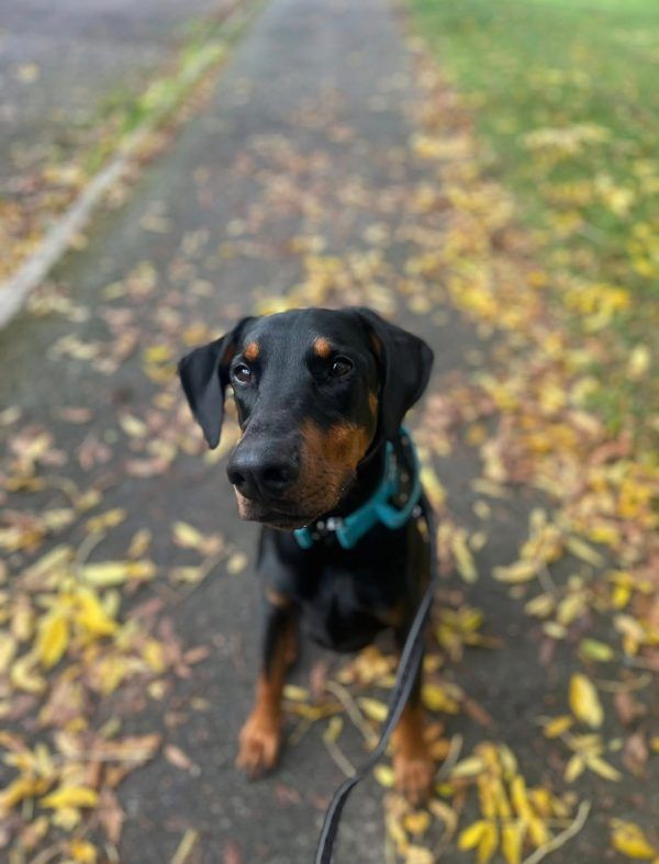 A young Dobermann sitting on an autumn path