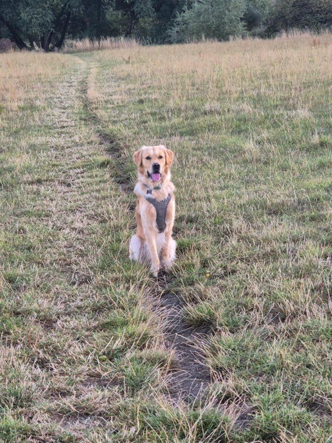 A golden retriever sitting on a field path