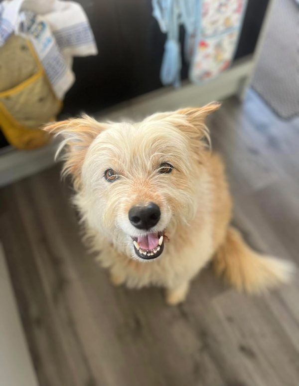 A scruffy terrier cross grinning indoors
