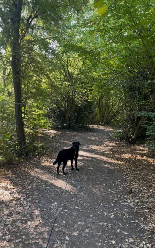 A black labrador on a woodland trail