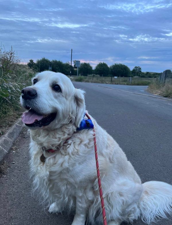 A fluffy cream golden retriever on an evening walk