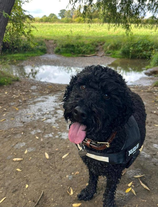 A wet black cockapoo by a stream