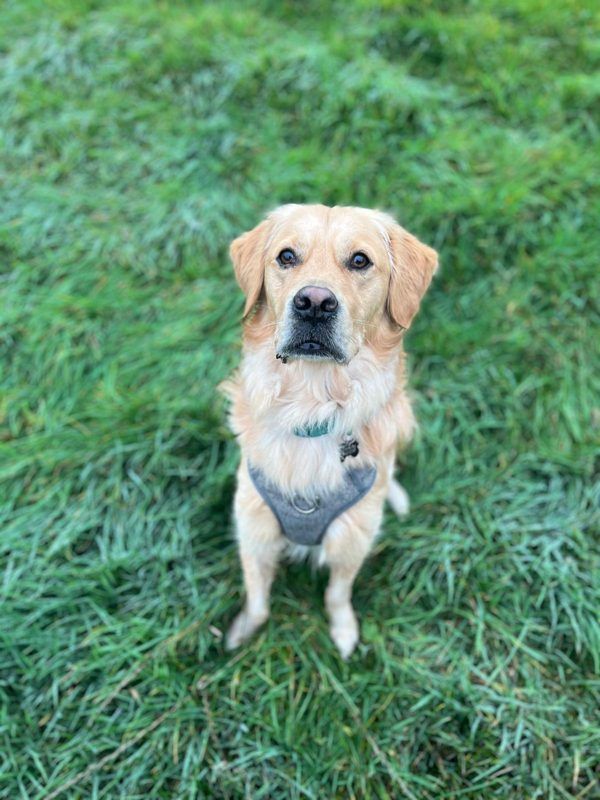 A golden retriever looking up from the grass