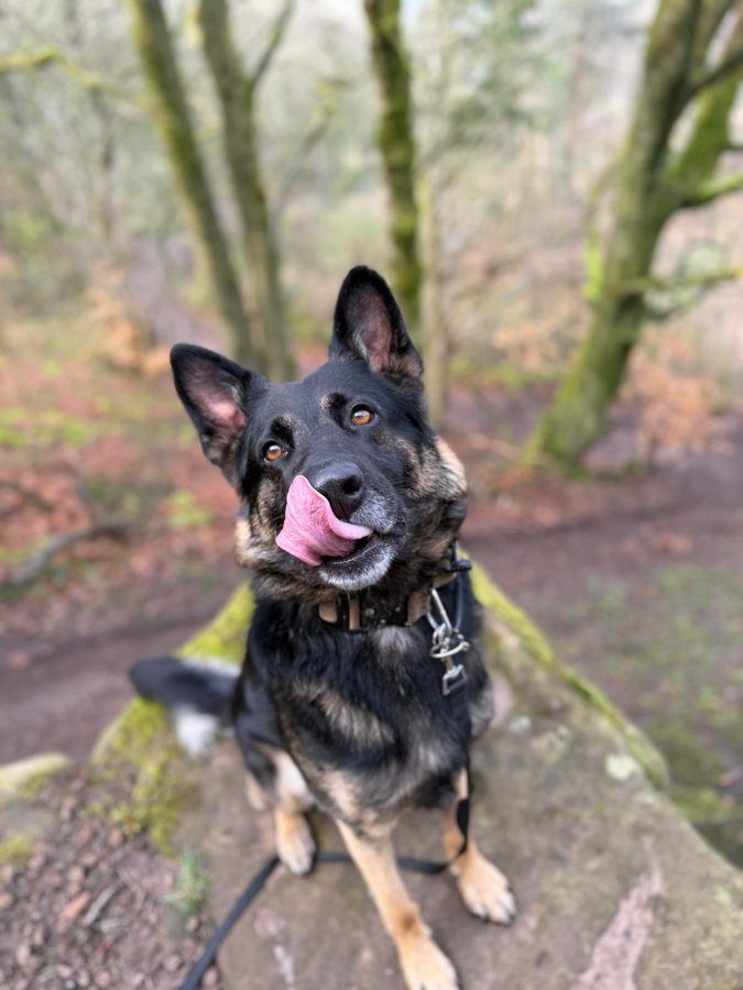 A German Shepherd licking its nose after a treat