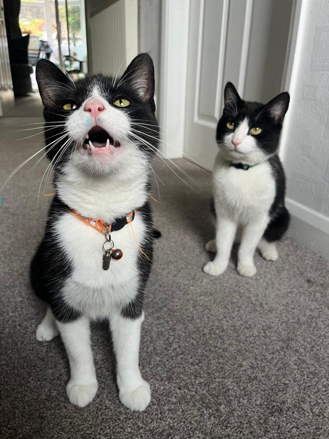 Two black and white cats