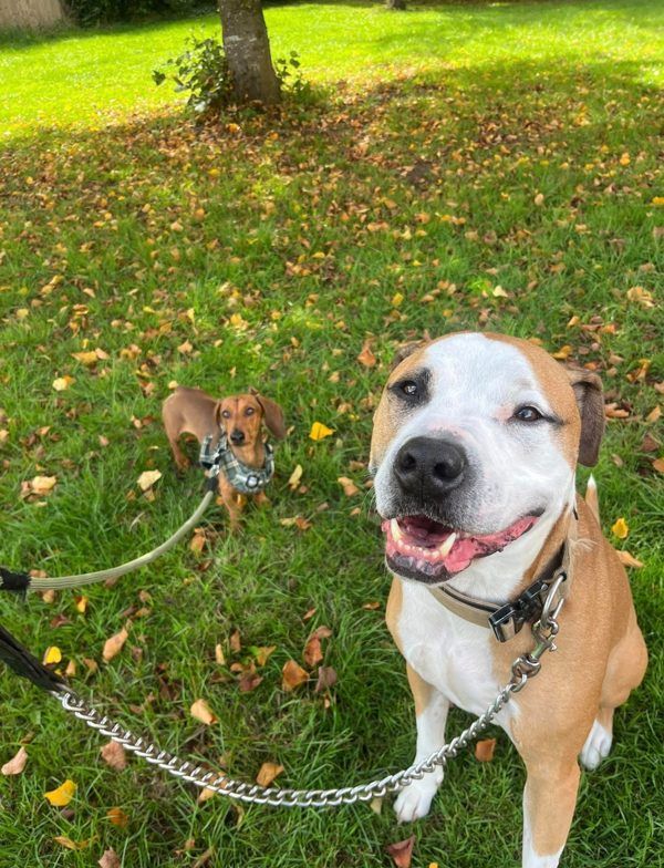 A smiling bulldog cross and a dachshund on a lawn