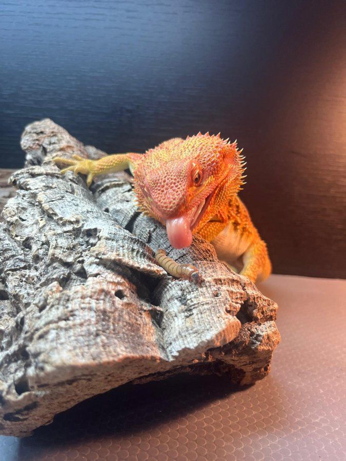 An orange bearded dragon on a cork log