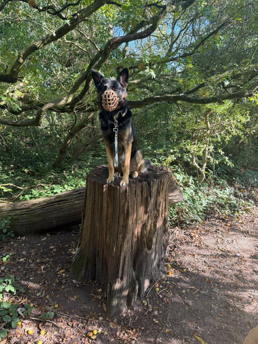 A muzzled German Shepherd calmly sitting on a stump