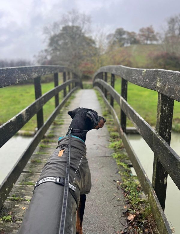 A Dobermann in a coat crossing a wooden bridge