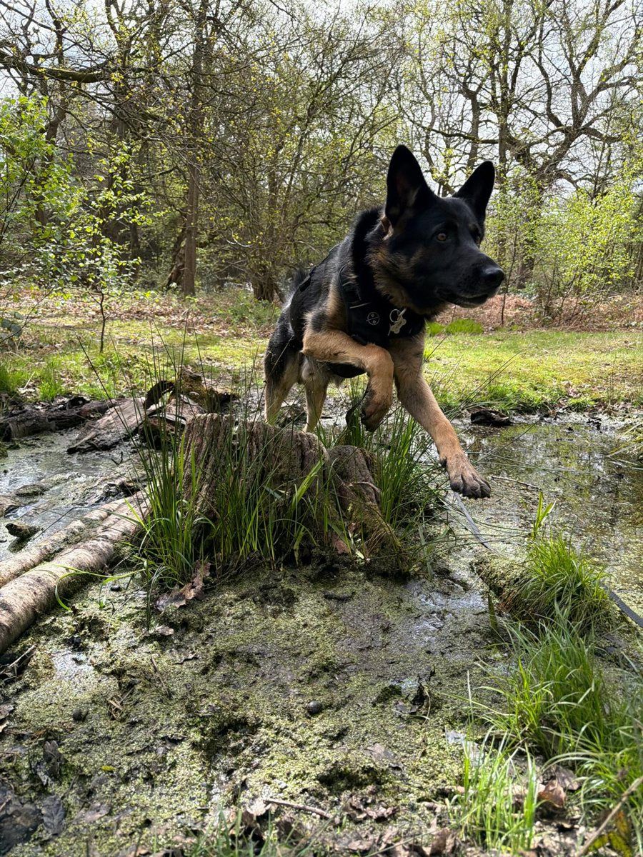 A German Shepherd leaping over a tree stump in the woods
